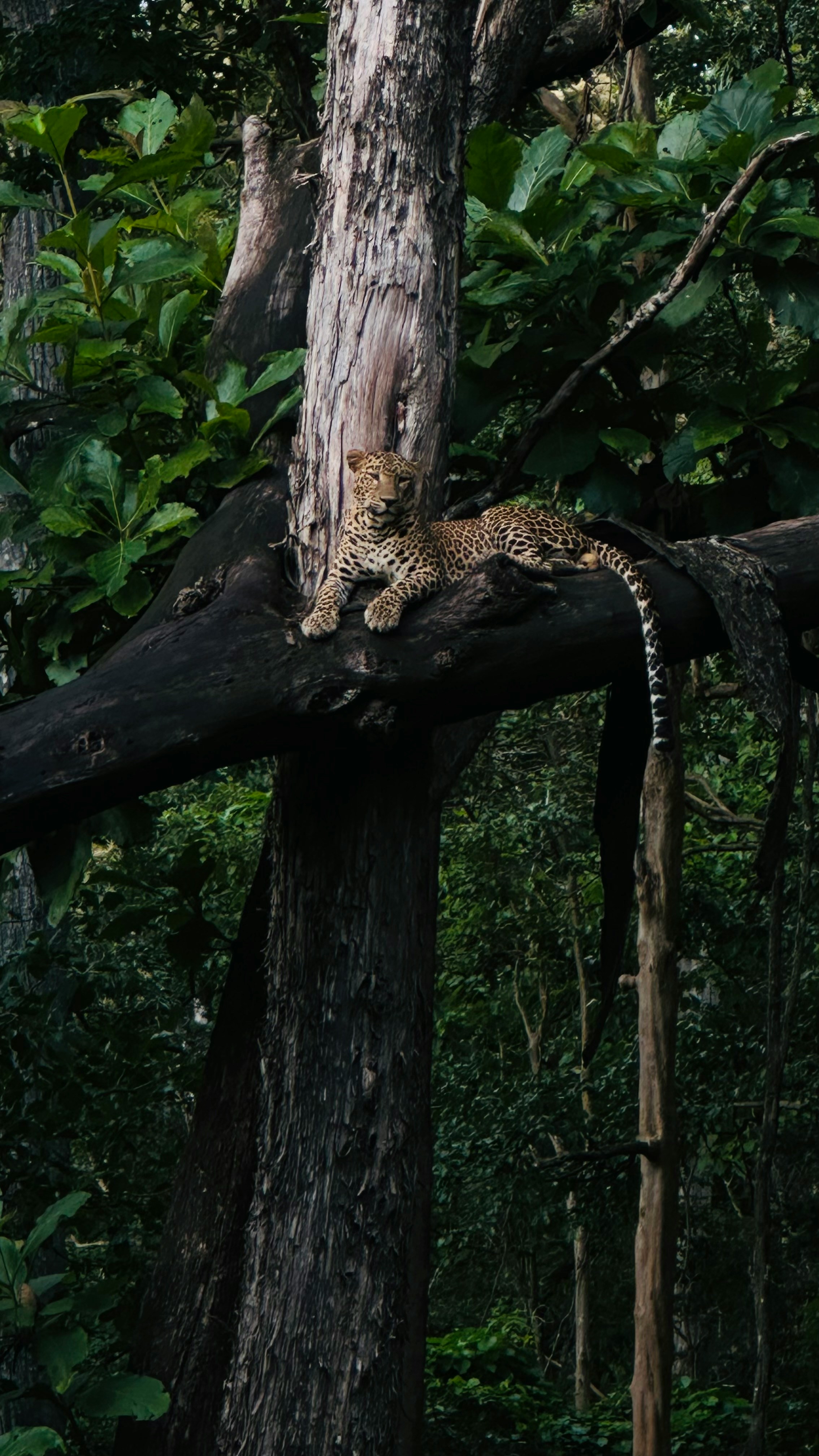Kodagu-Coorg