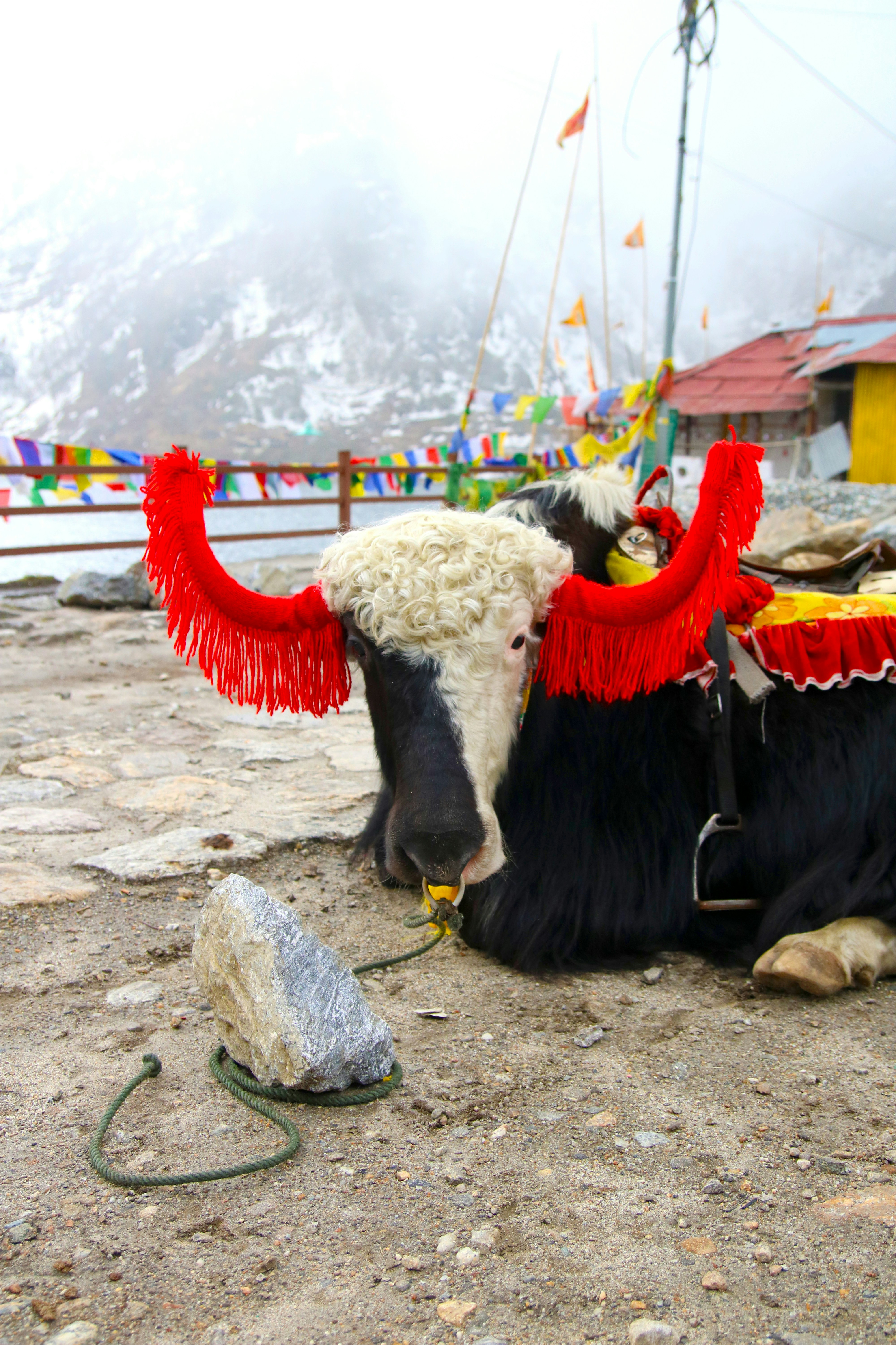Sikkim Premium